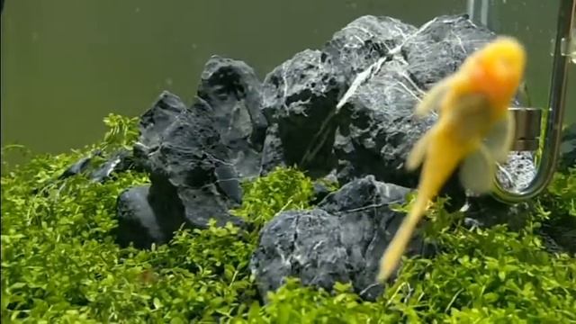 Акваскейп на 40 литров смотреть онлайн