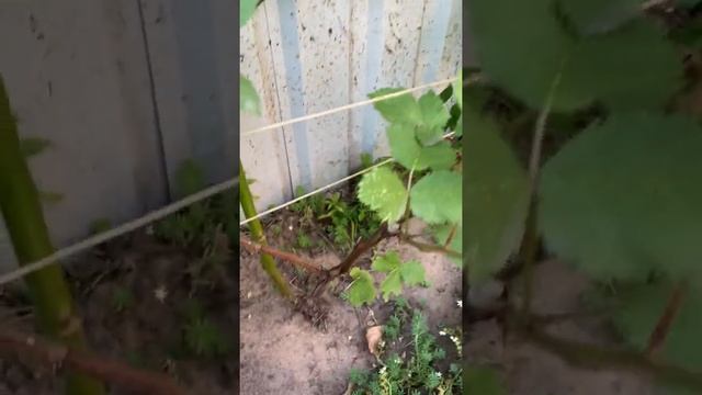 Побеги замещения у бесшипной ежевики?. Что с ними делать летом?