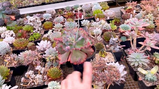 Кристатные суккуленты и кактусы. Особенности выращивания, ухода и размножения. Кристаты в коллекции