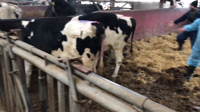 Отбор нетелей для Белорусской компании Молочная правда