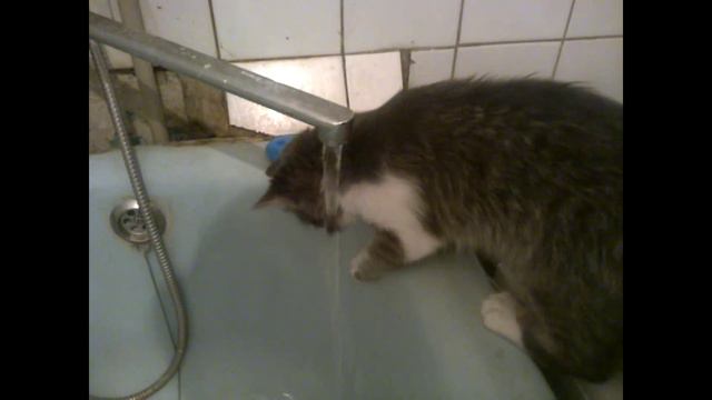 Коты любят воду