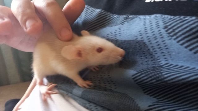 Я гуляю со своим питомцем Дусей смотреть онлайн