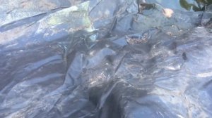 Самодельный сварной шов пленки пруда ПВХ. Старую пленку пруда приклеили к новой))