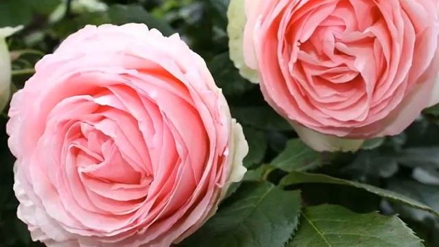 УХОД ЗА РОЗОЙ ПЬЕРДЕ РОНСАР ОТ А ДО Я смотреть онлайн