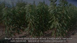 Когда созревает черешня в Краснодарском крае