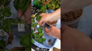 Результат укоренения черенков Пеларгонии в речном песке за 12 дней