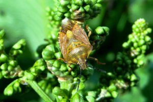 Щитник черноусый ( Carpocoris purpureipennis )