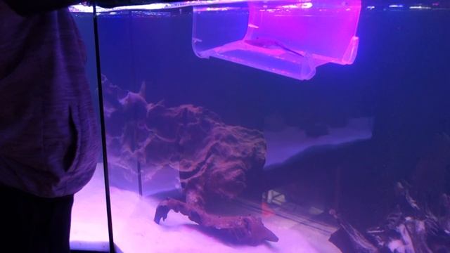 Первый питомец - маленький скатик МОТОРО смотреть онлайн