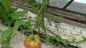 Нехватка БОРА у ТОМАТА. Будет ли урожай помидор ????. Обзор на 4.04.2023