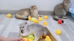 Funny And Cute Kittens Vs Tiny Duckling Toy 😍😍😍