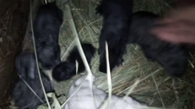 Мои ушастики. 20.07.22 год.mp4 смотреть онлайн