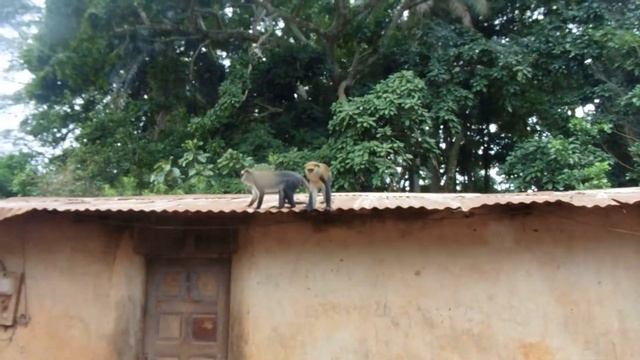 Jumping and Climbing Monkeys in Ivory Coast, West Africa смотреть онлайн