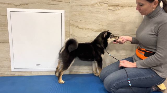 Питбуль Граф…Виктория хендлер…Зоопарк… смотреть онлайн