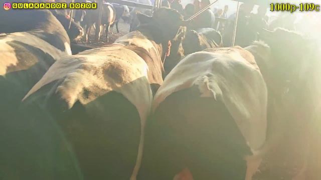 Гулакандоз Пайшанба Молбозори.Полный Обзор.12.10.2023.