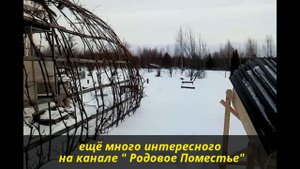 Виноград на тёплой грядке.  Приличный урожай!!!