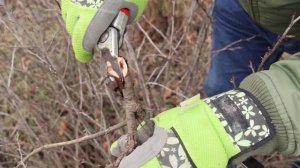 Правила осенней ОБРЕЗКИ и ФОРМИРОВАНИЯ кустов КРЫЖОВНИКА