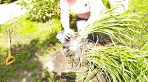 Мастер класс по делению и пересадке лилейников