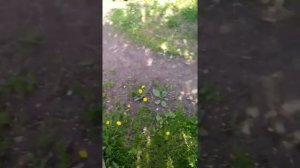 Замена топливного фильтра на марк 2