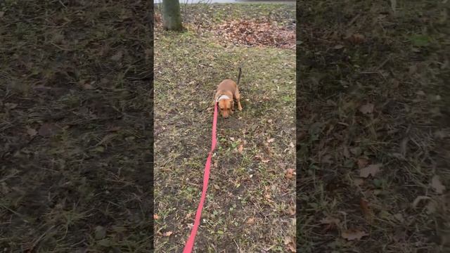 Друг в шарфике 8.11.21 15:01 смотреть онлайн