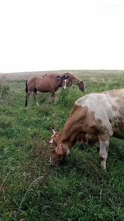 Всё смешалось, коровы, кони🐮🐴