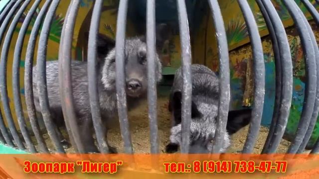 Передвижной зоопарк Лигер