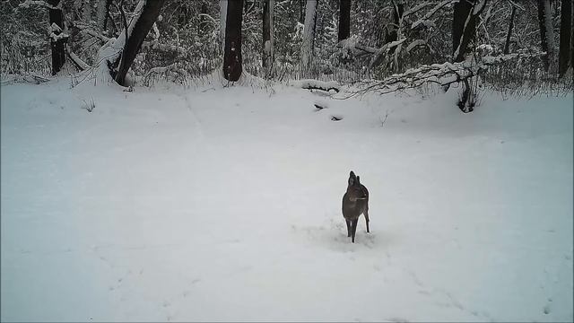Воронежский заповедник Косули зимой смотреть онлайн