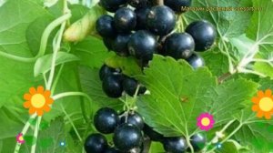 Смородина черная Орловская серенада. Краткий обзор, описание ribes nigrum Orlovskaia serenada