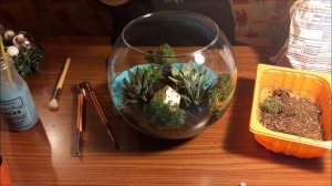 Флорариум для новичков