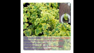 Душистые пеларгонии. Июль2023. Черенки.