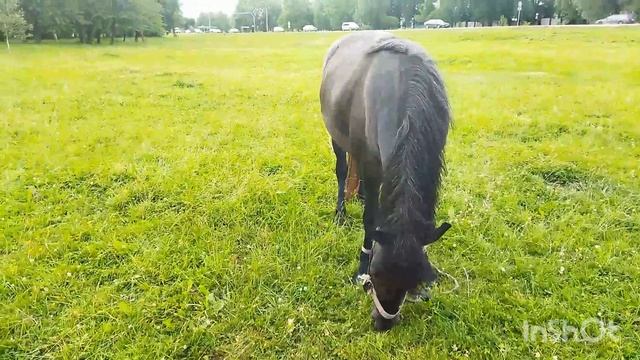 ЛОШАДИ/ЦЫГАНСКИЕ КОНИ смотреть онлайн
