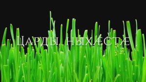 Царды ныхӕстӕ . На осетинском языке.