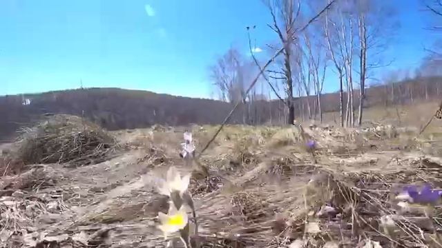 Сон трава или Ветреница раскрытая смотреть онлайн