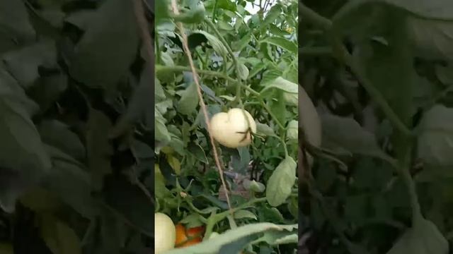 Самый лучший в мире томат 2022 г. !Высокоурожайный и супер сладкий сорт томата Айсан!