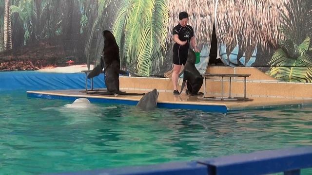 танец морских котиков, Московский дельфинарий в Калининграде смотреть онлайн