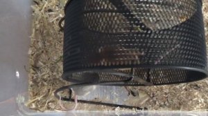 Спаривание Конфетки с Какао! Повторное спаривание Фисташки и Шафрана!  (Размножение мышей)