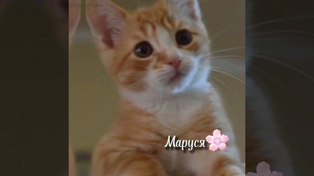 #имена#для#кошек#девочка