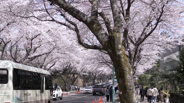 vlog 4월 제주 프리랜서 일상 🌼봄나들이. 실버버튼. 벚꽃 유채꽃 데이트. 프랑스자수 작가. 편안한 영상 смотреть онлайн