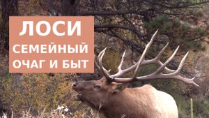 Лось - семейный очаг и жизнь