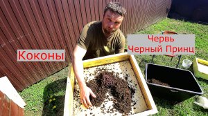 Червь Черный Принц. Сколько получилось коконов за месяц... Своя Вермиферма.