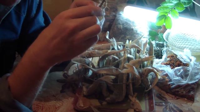 Вяленый Окунь - Это очень нежное мясо!