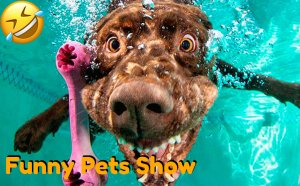 Кошки На Беговых Дорожках, Зебры Крупным Планом и Другие Смешные Домашние Видео_Funny Pets Show