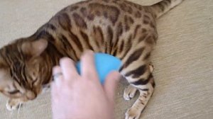 Как ПРАВИЛЬНО РАСЧЁСЫВАТЬ 🙄🙀 БЕНГАЛЬСКУЮ КОШКУ / ROXY ТИГРА / 2023
