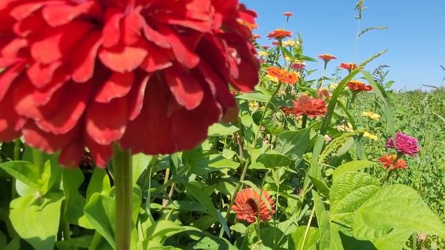 За распростертые объятия, за эту пролитую Кровь, за безграничную Любовь, о Боже мой,благодарения.. смотреть онлайн