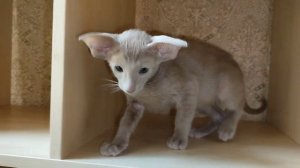 Ориентальный лиловый котенок.