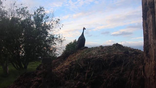 Дом Добра - болтливые цесарки смотреть онлайн