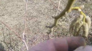 Фундук Трапезунд цветение опылители. 4 апреля.