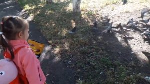 Нонна кормит голубей семечками.Nonna feeding pigeons seeds.