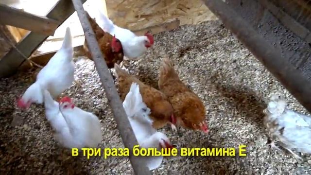 куриные истории/ Чем полезны домашние яйца?