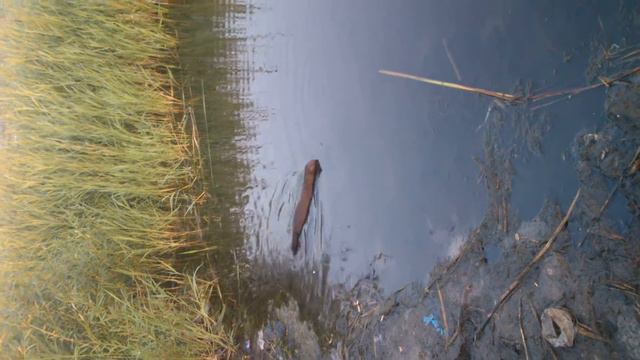 Ласка ворует рыбку смотреть онлайн