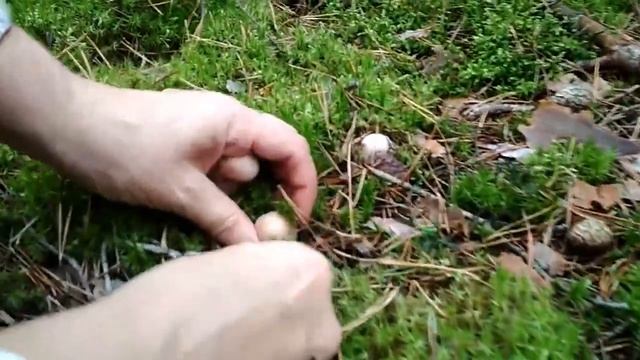 Грибная осень 2017 года в Беловежской пуще. смотреть онлайн